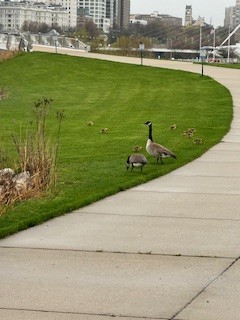 Canada Goose - Katie Fisher