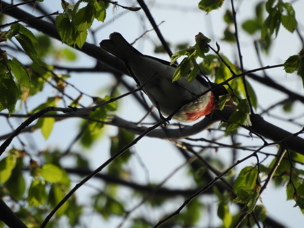 Rose-breasted Grosbeak - Isaiah Craft