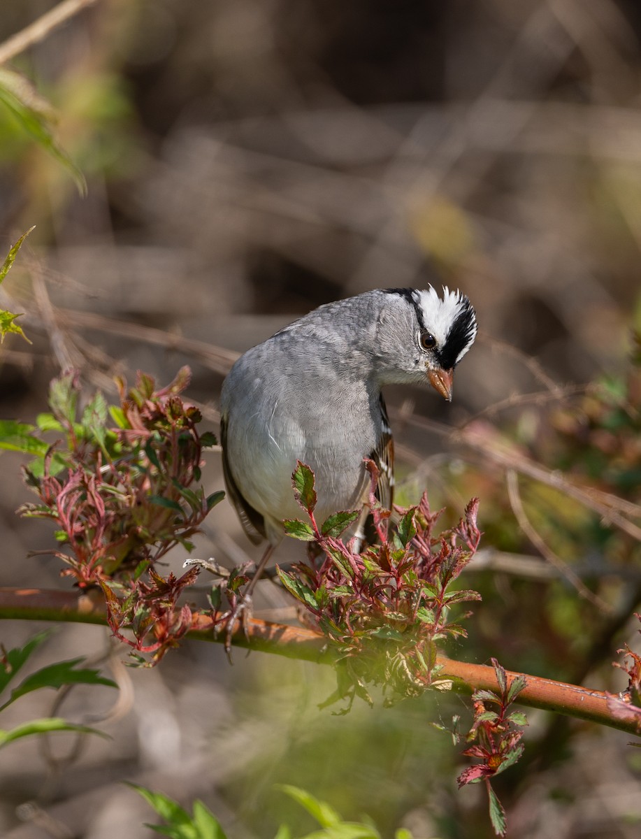 White-crowned Sparrow - Evan Vaeth