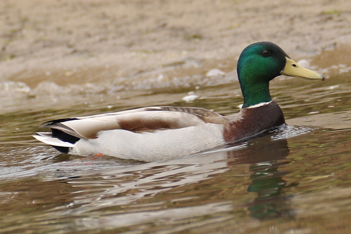 Mallard - michael vedder