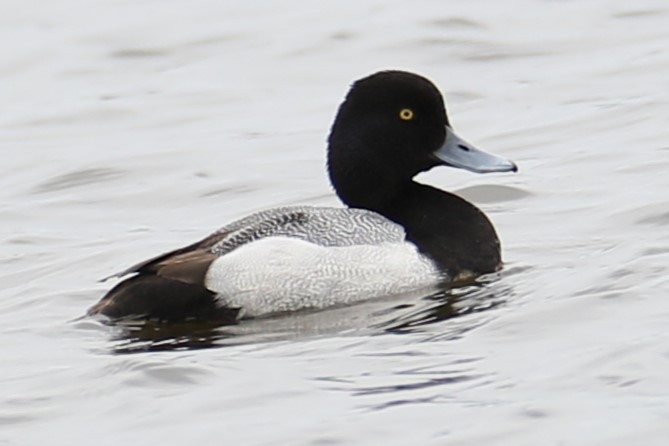 Greater Scaup - michael vedder