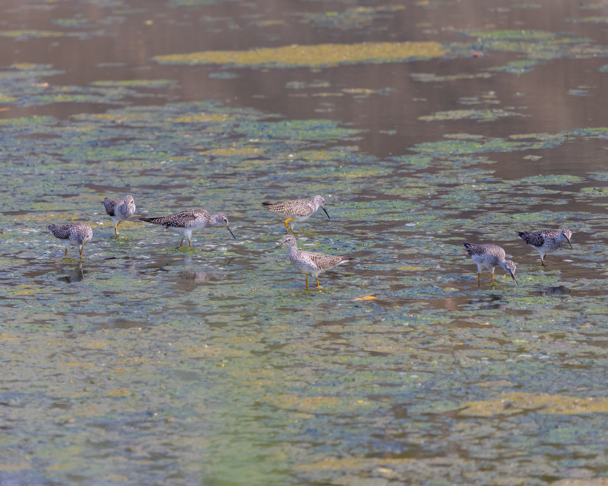 Lesser Yellowlegs - Lia Guttman