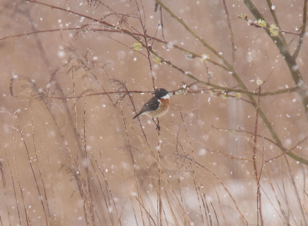 European Stonechat - ML618080200