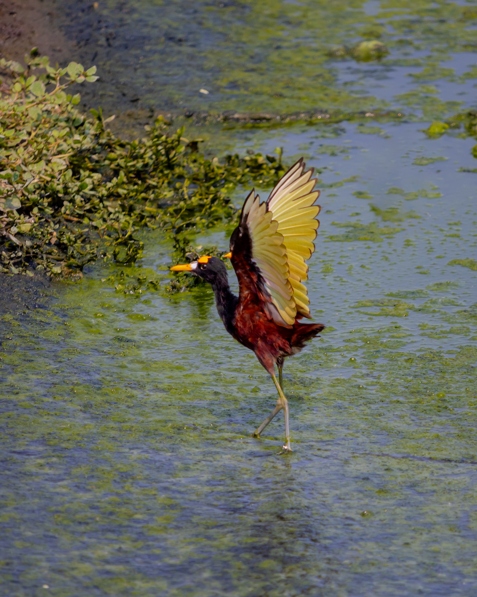 Northern Jacana - Lia Guttman