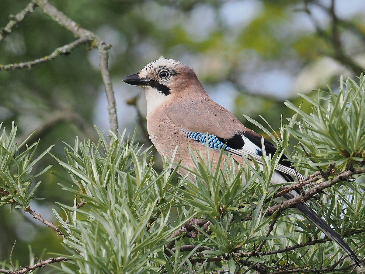 Eurasian Jay - Andy Taylor