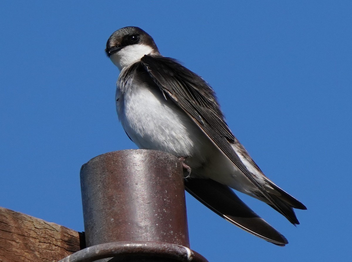 Tree Swallow - Richard Block