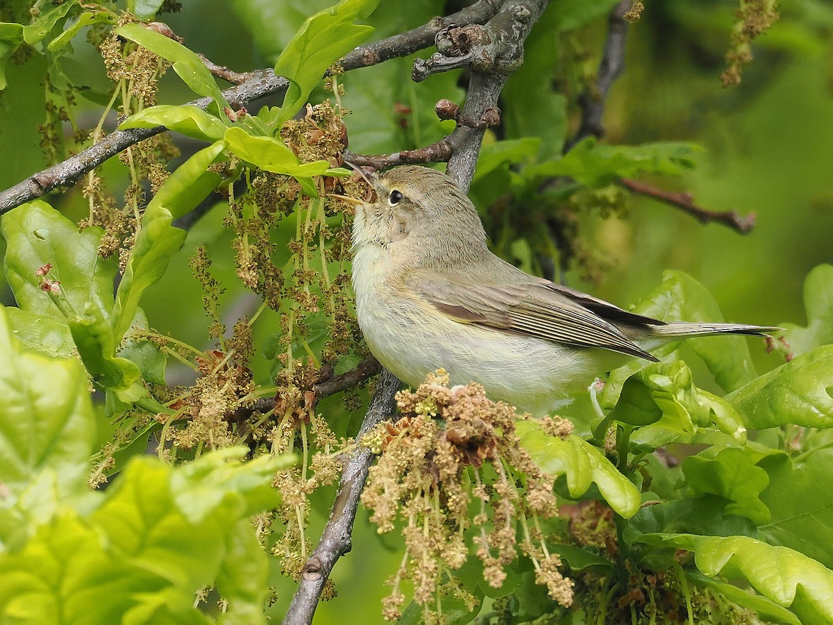 Common Chiffchaff - Andy Taylor