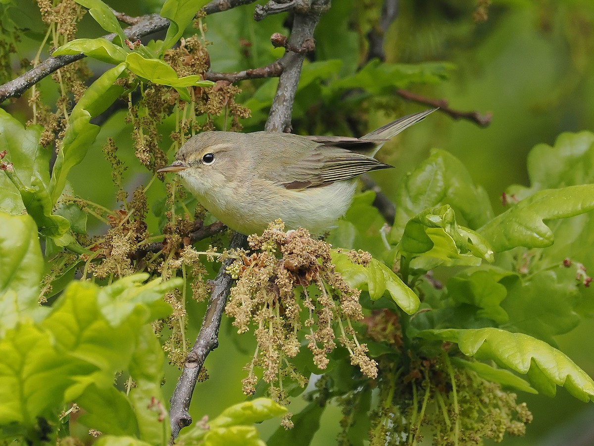 Mosquitero Común - ML618080246