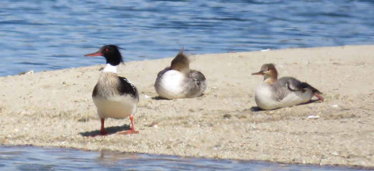 Red-breasted Merganser - ML618080248