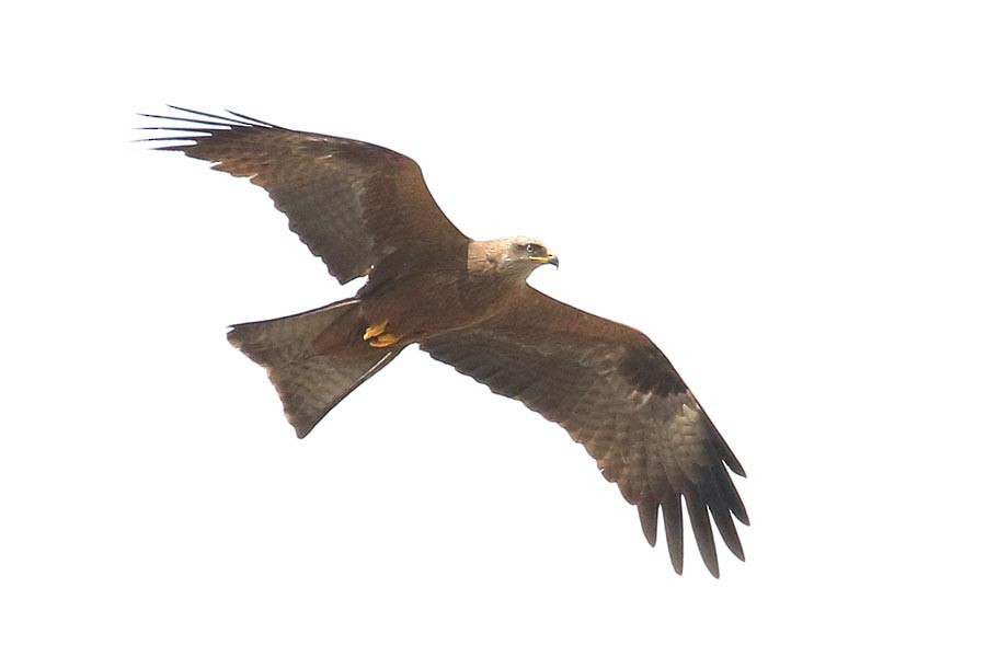 Black Kite - ML618080253