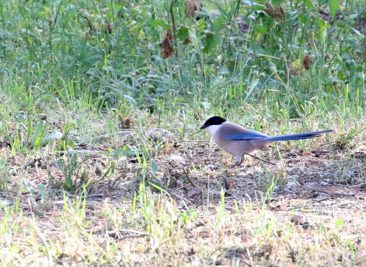 Iberian Magpie - ML618080278