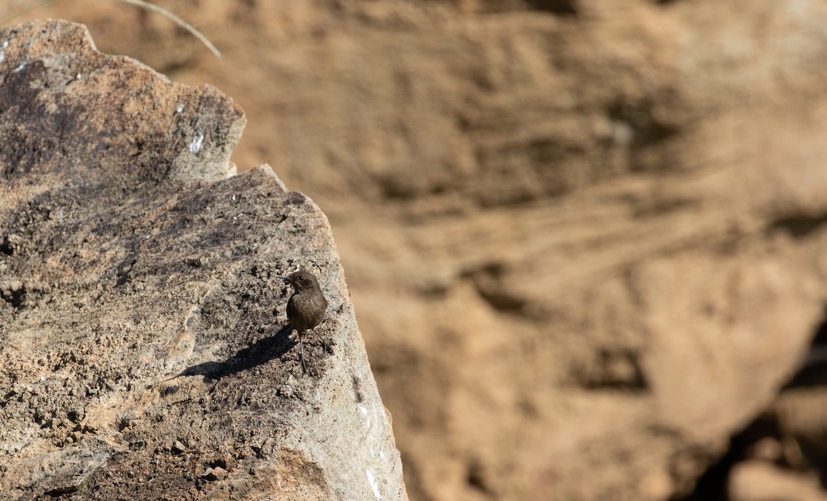 White-fronted Black-Chat - simon walkley