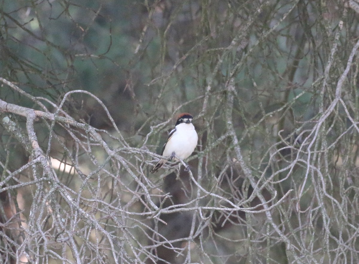 Woodchat Shrike - ML618080282