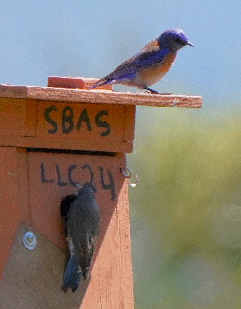 Western Bluebird - Richard Block