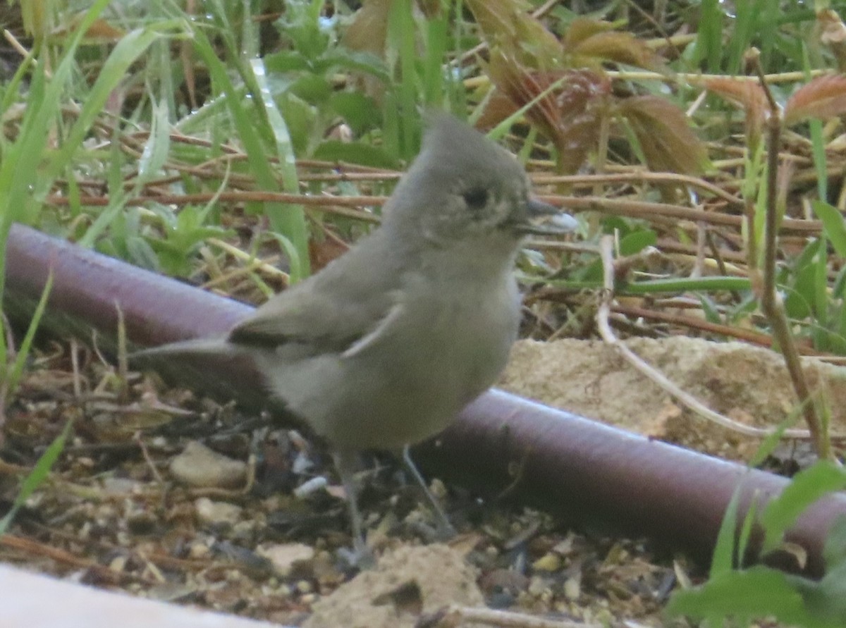 Juniper Titmouse - Mohini Rawool-Sullivan