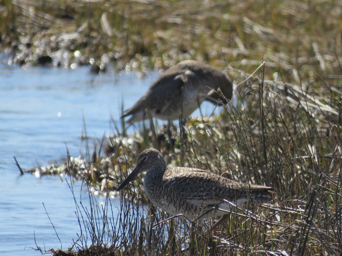 Willet - ML618080354