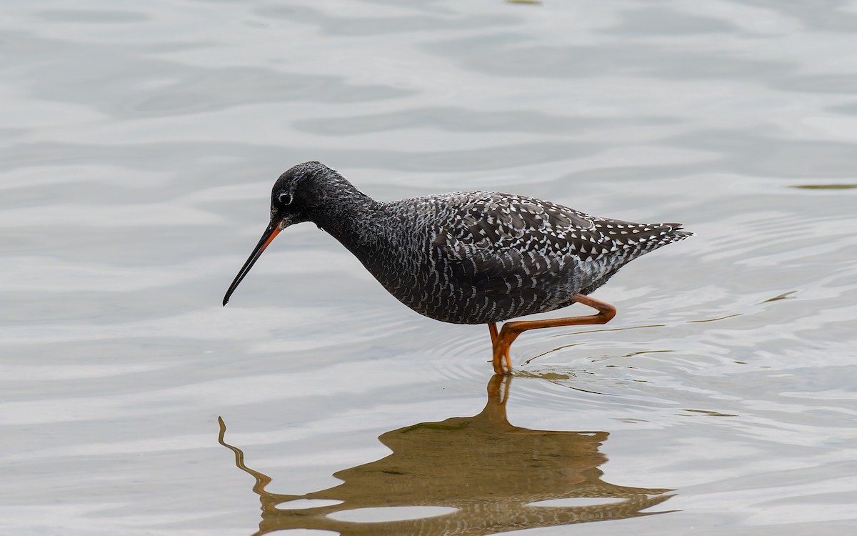 Spotted Redshank - ML618080355