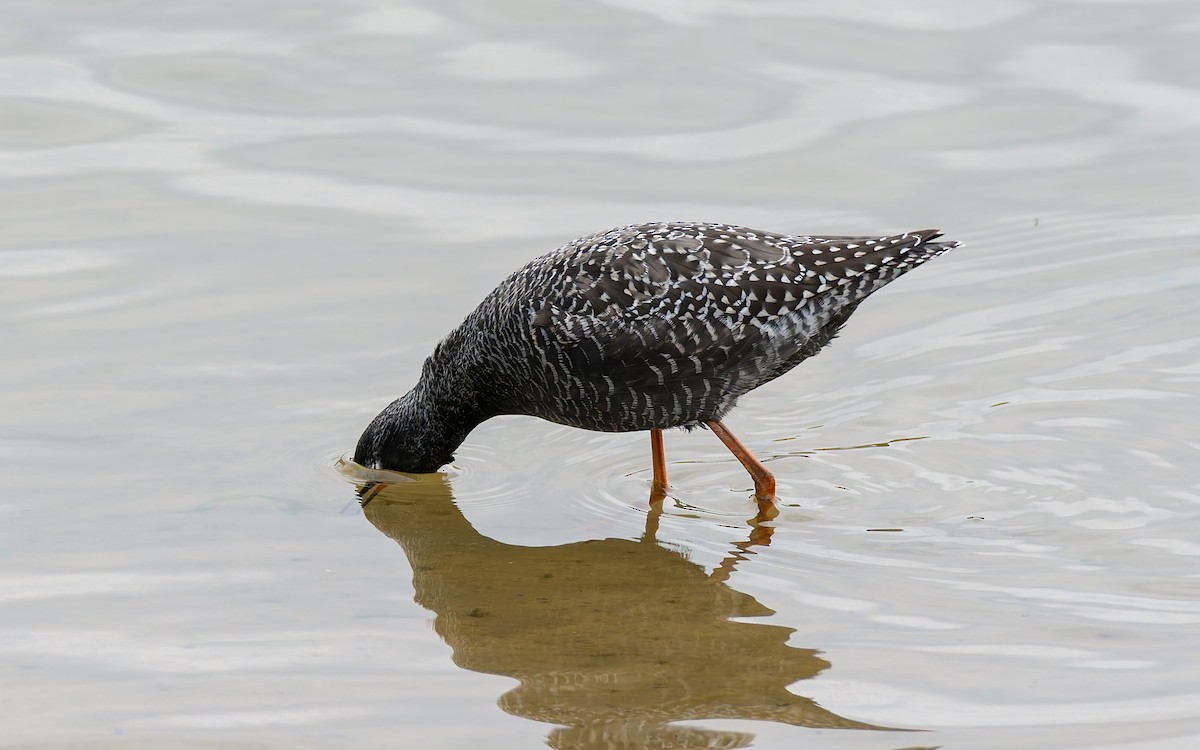 Spotted Redshank - ML618080357