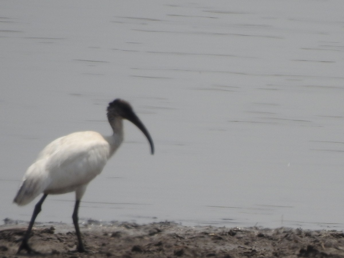 ibis černohlavý - ML618080369