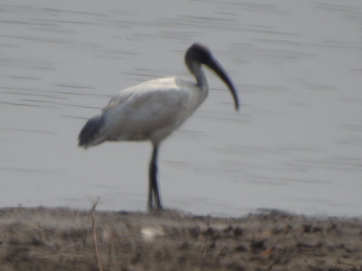 ibis černohlavý - ML618080377