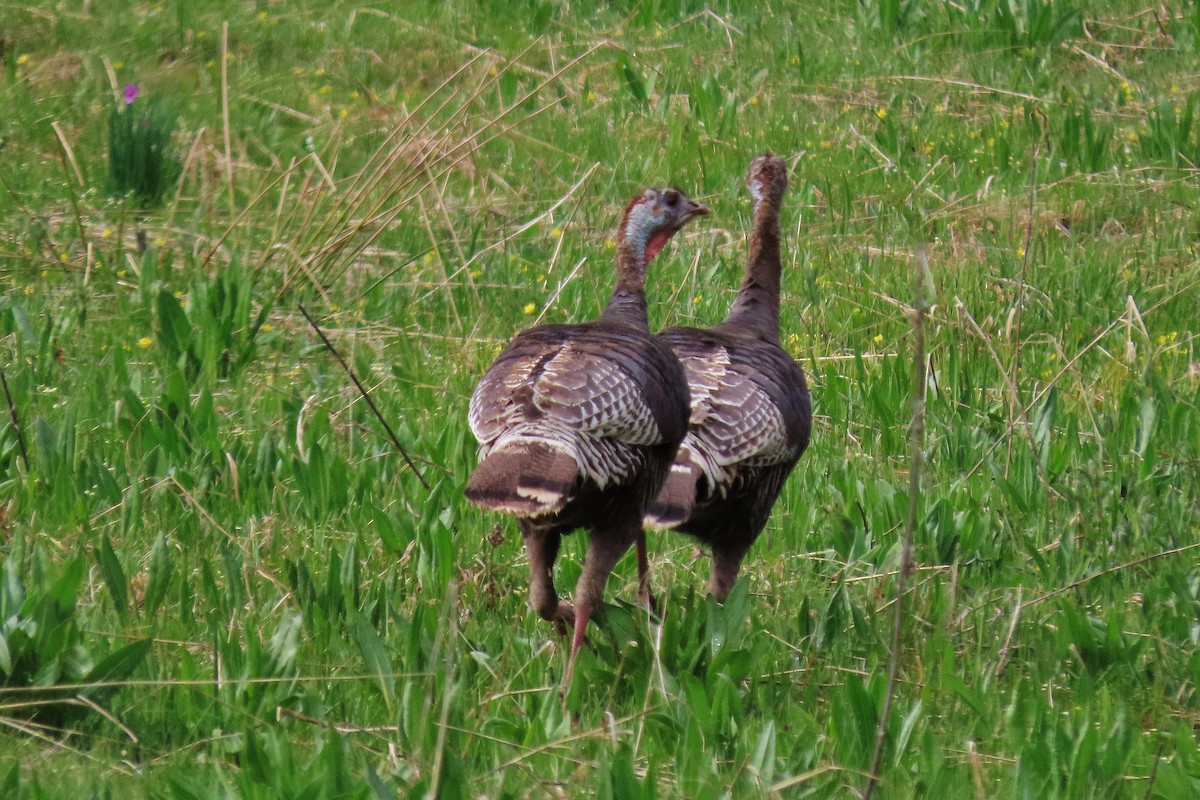 Wild Turkey - ML618080392