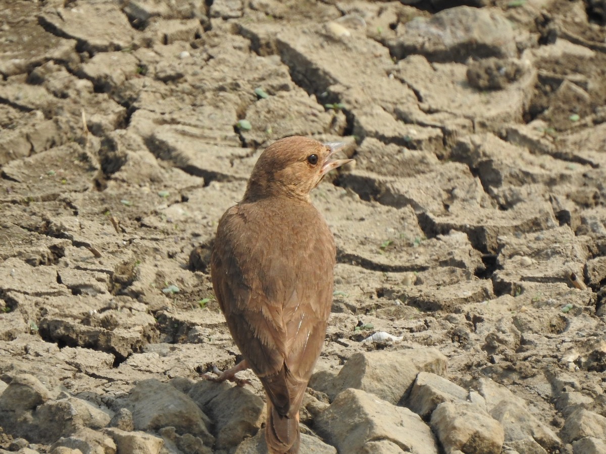 Rufous-tailed Lark - ML618080420