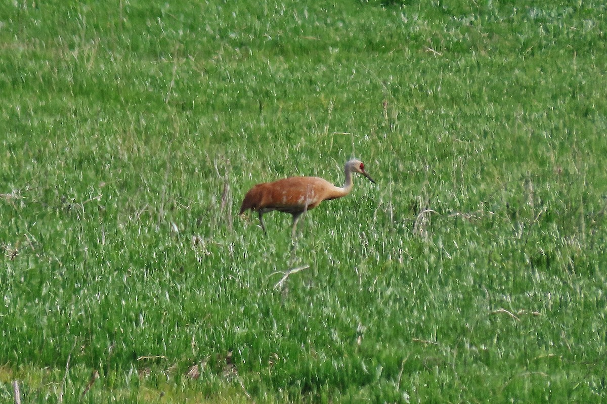 Sandhill Crane - ML618080437