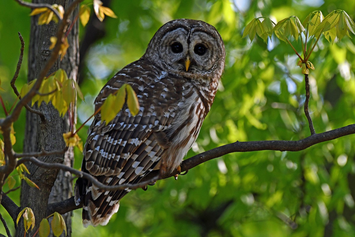 Barred Owl - ML618080438