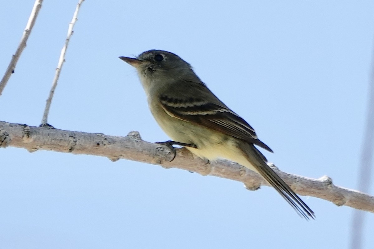 Empidonax sp. - Sara Griffith