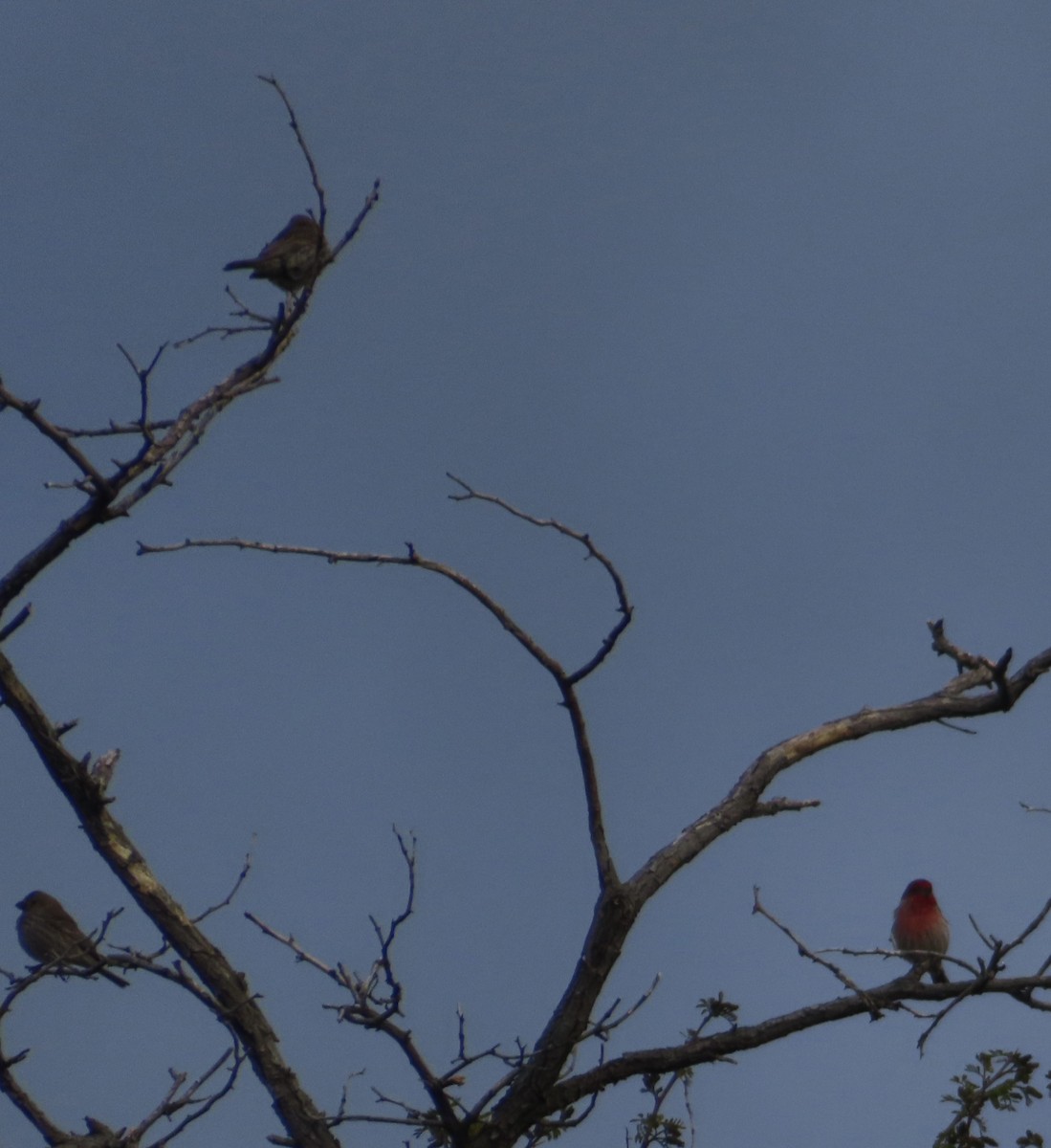 House Finch - Mohini Rawool-Sullivan