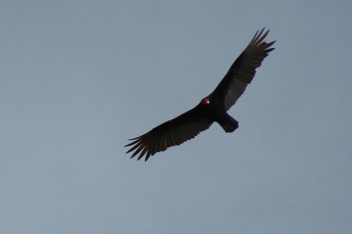 Turkey Vulture - ML618080456