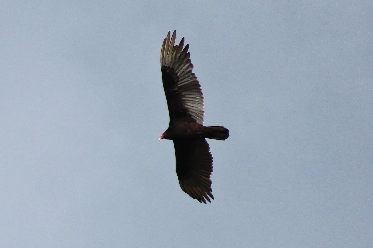 Turkey Vulture - Craig Johnson