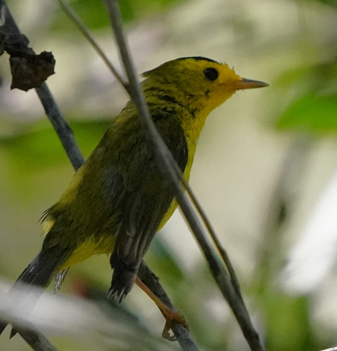 Wilson's Warbler - Richard Block