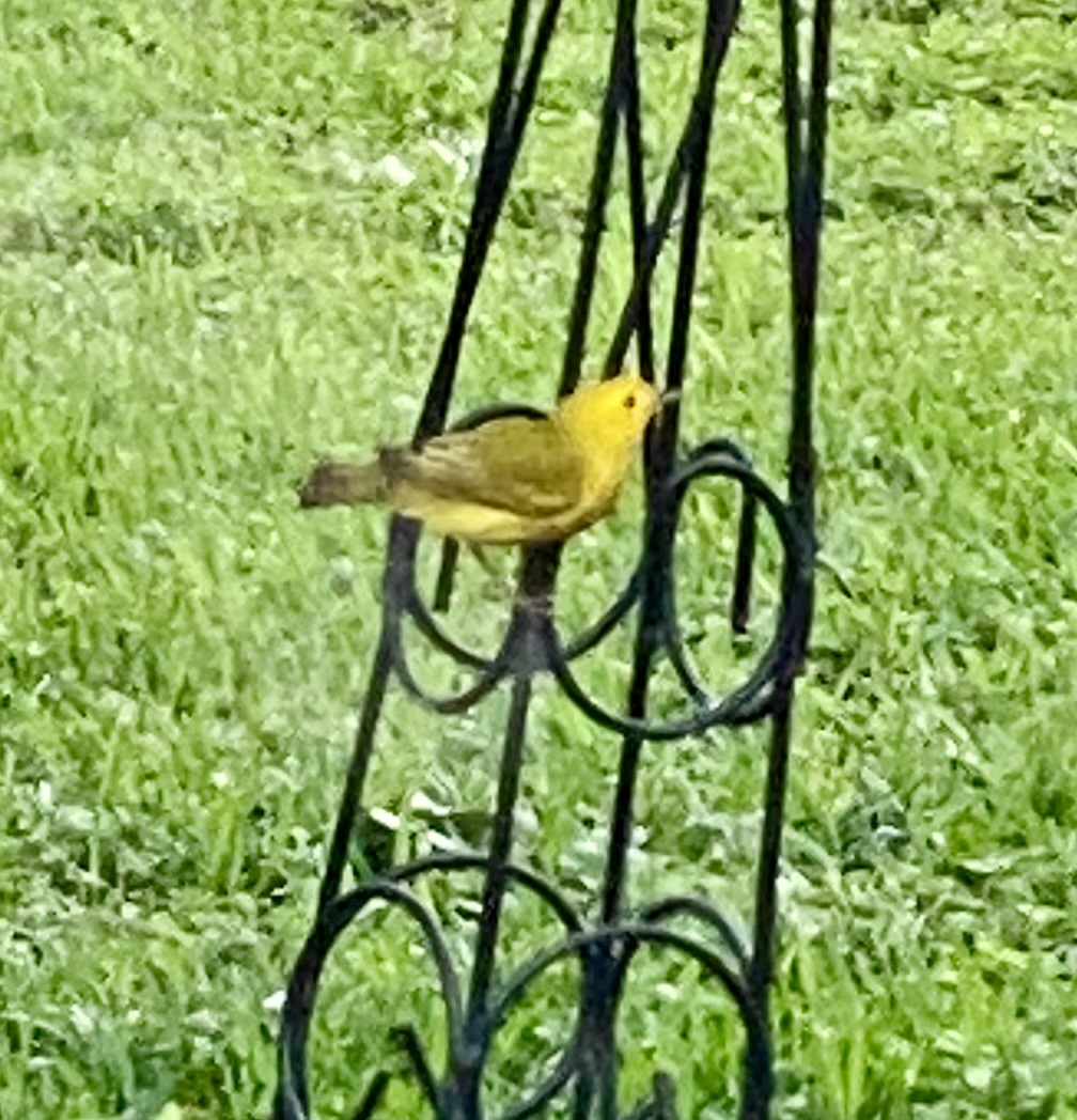 Yellow Warbler - Margaret Farese