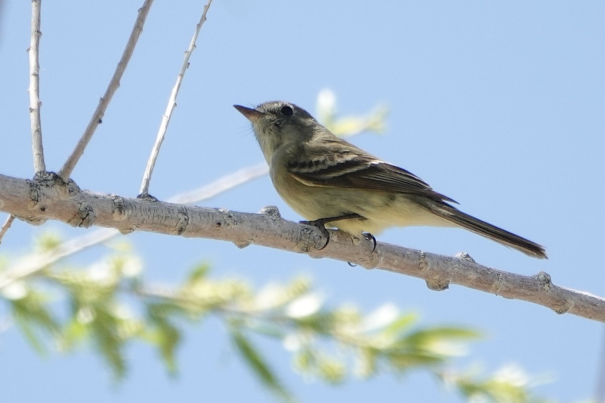 Empidonax sp. - ML618080473