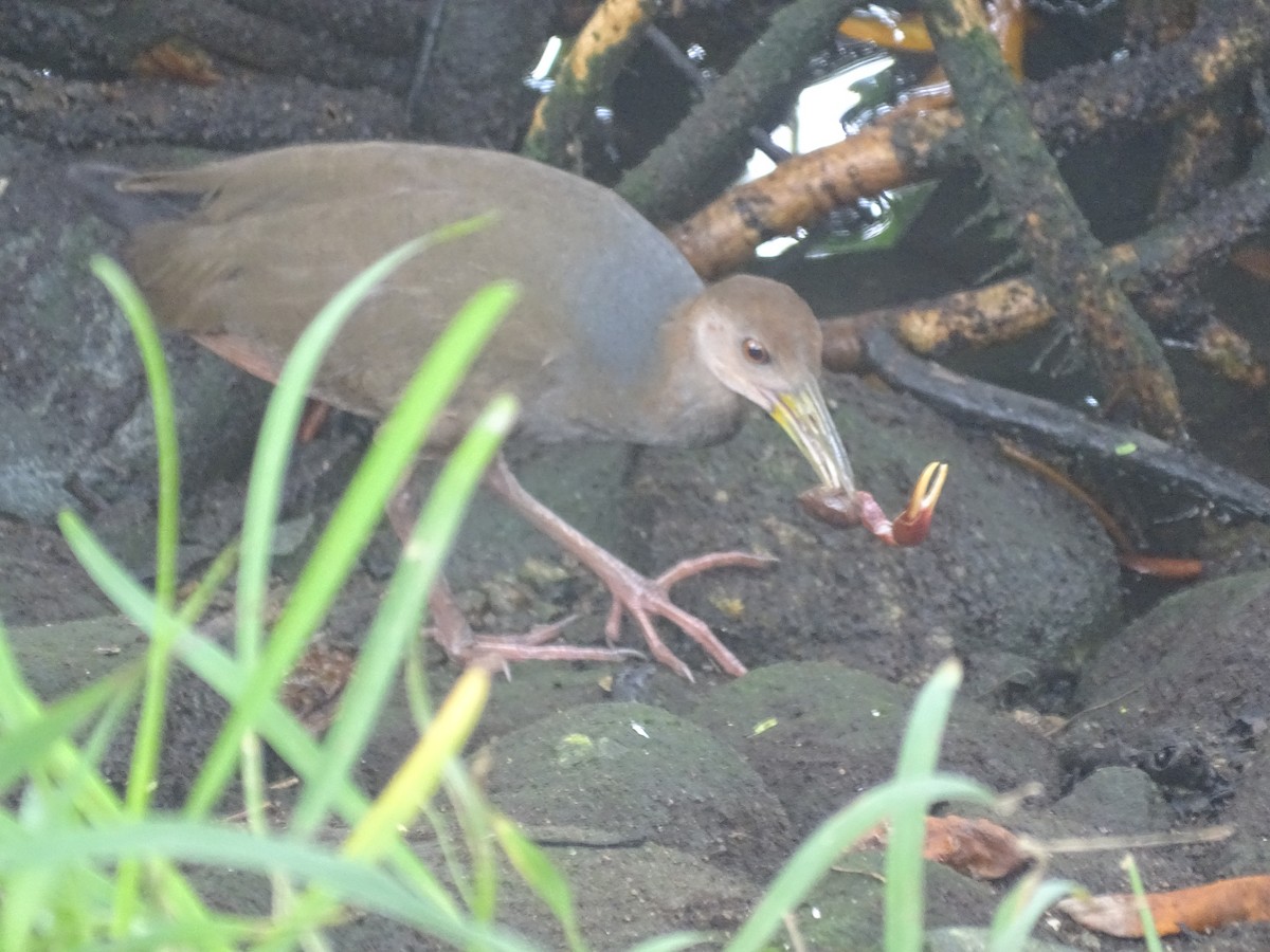 Rufous-necked Wood-Rail - ML618080477