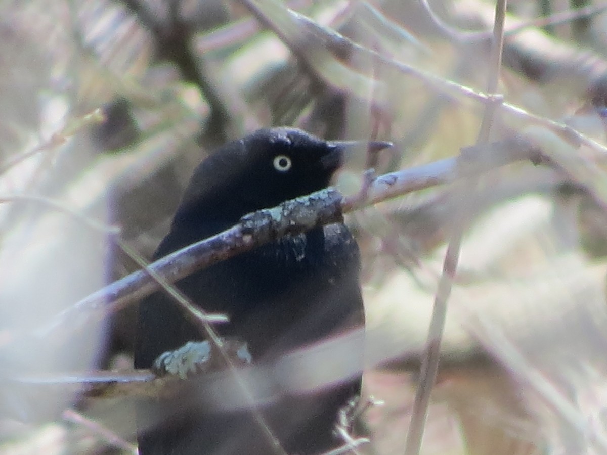 Rusty Blackbird - ML618080480