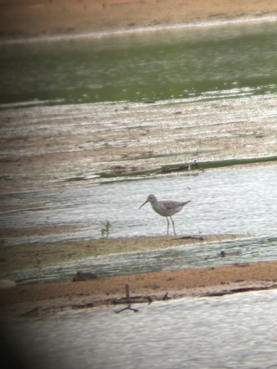 Stilt Sandpiper - ML618080486