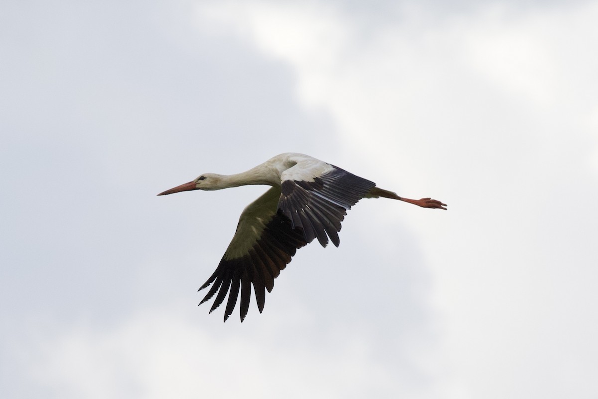 White Stork - ML618080490