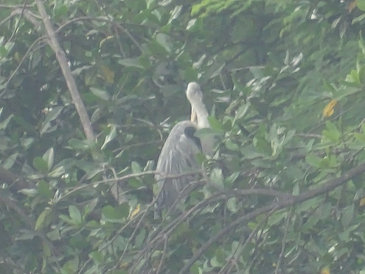 Cocoi Heron - karina gonzalez cornejo