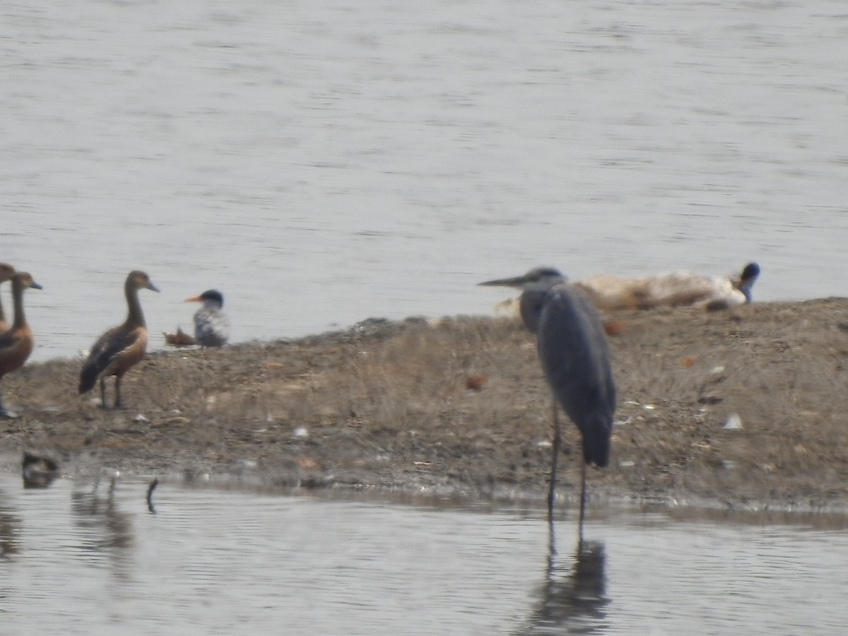 River Tern - ML618080492