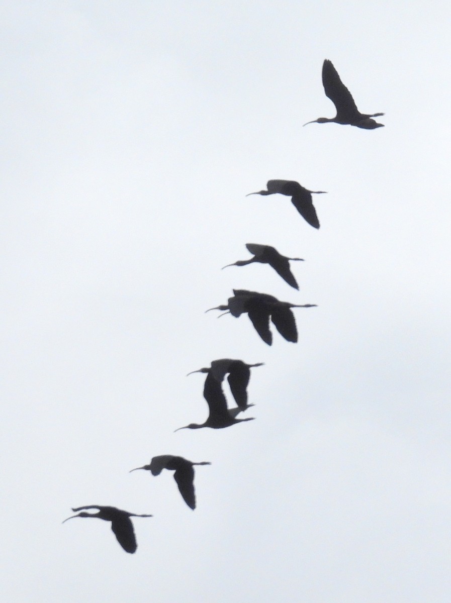 ibis americký - ML618080496