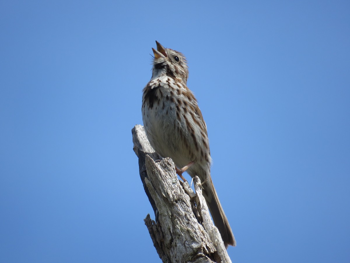 Song Sparrow - ML618080497