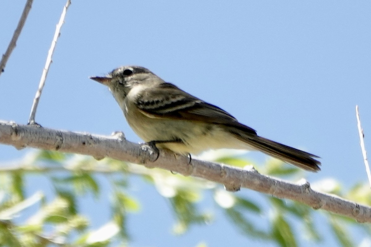 Empidonax sp. - Sara Griffith