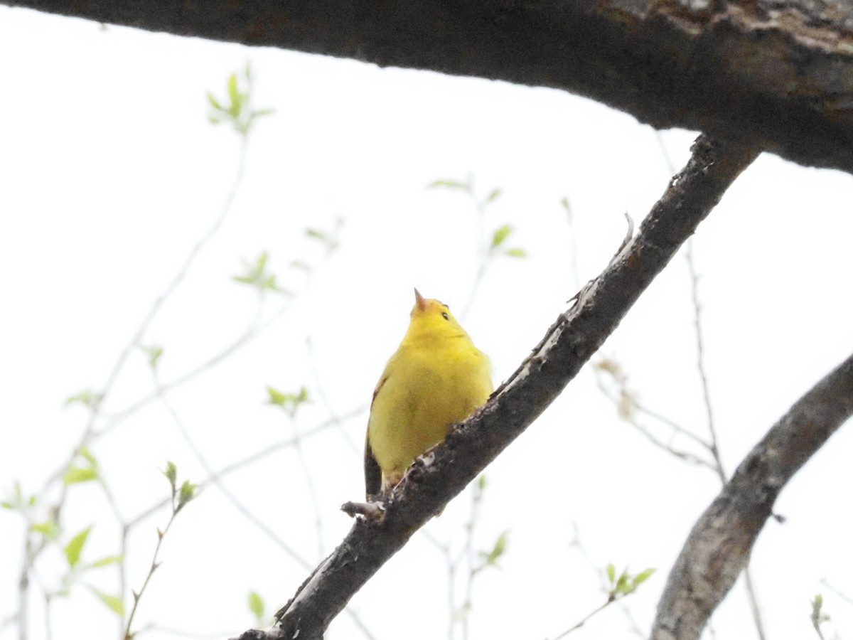 Wilson's Warbler - Jonine Dewitte