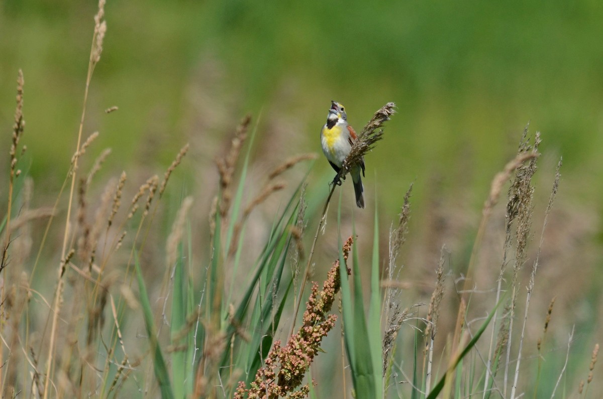 Dickcissel - Brian McGee