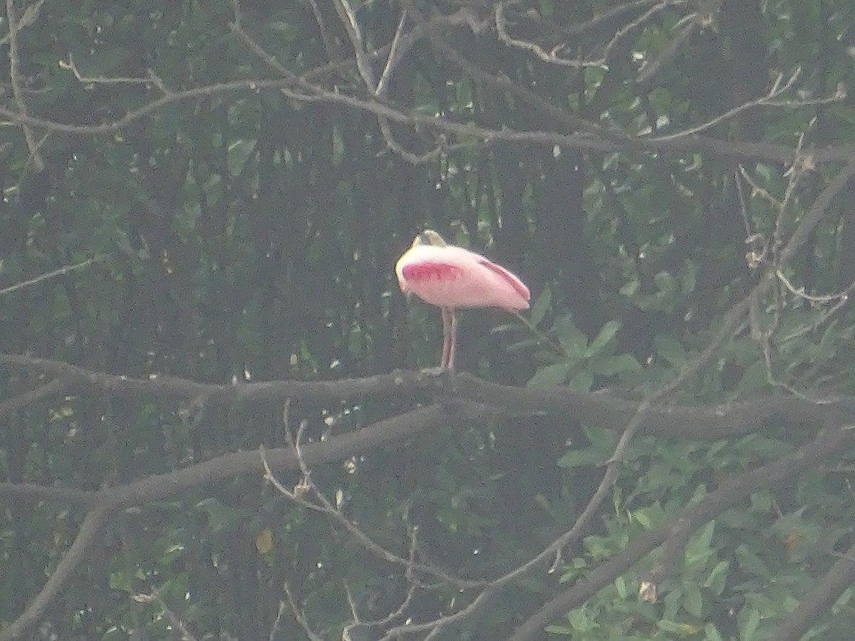 Roseate Spoonbill - ML618080511