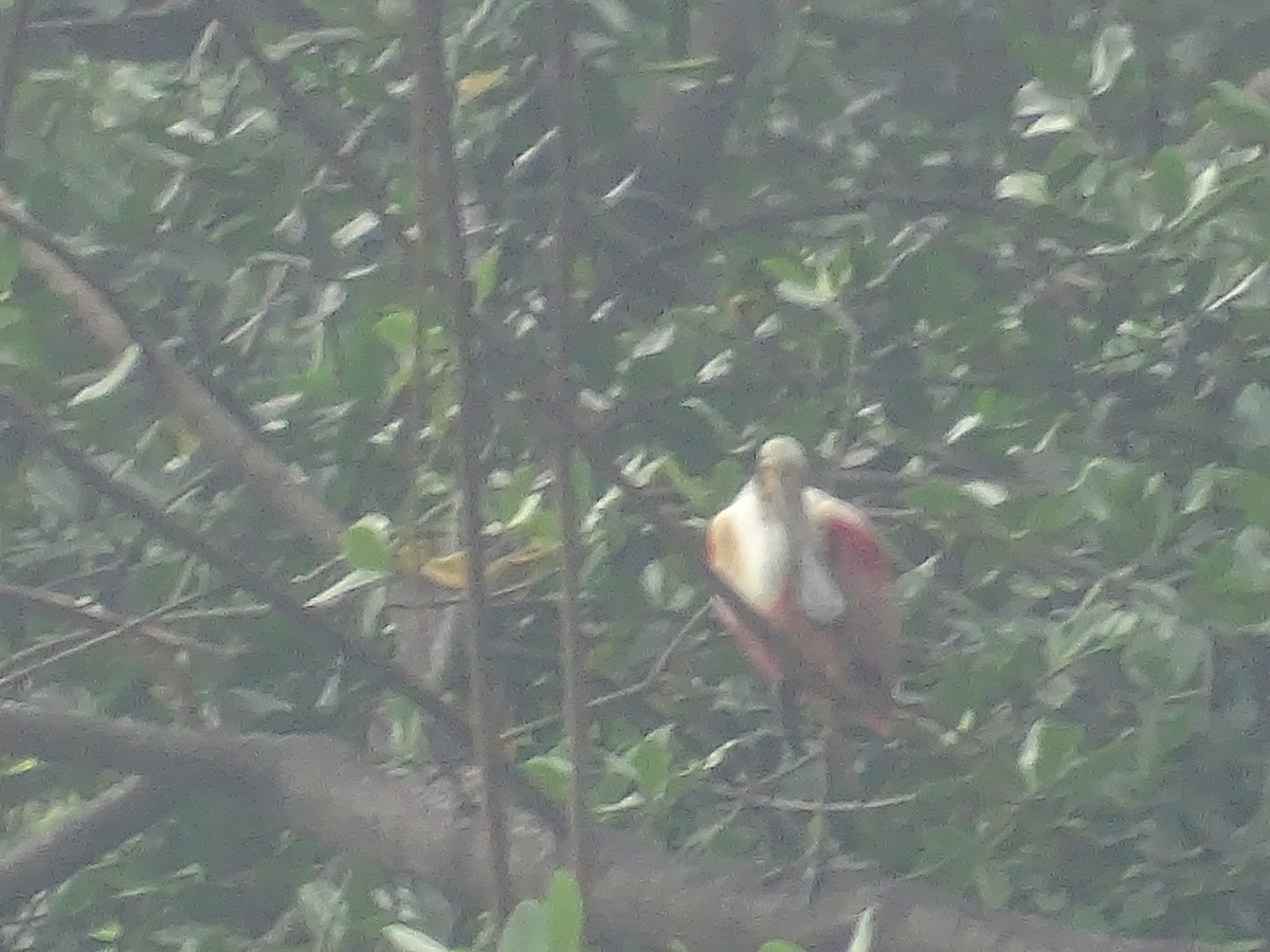 Roseate Spoonbill - ML618080514