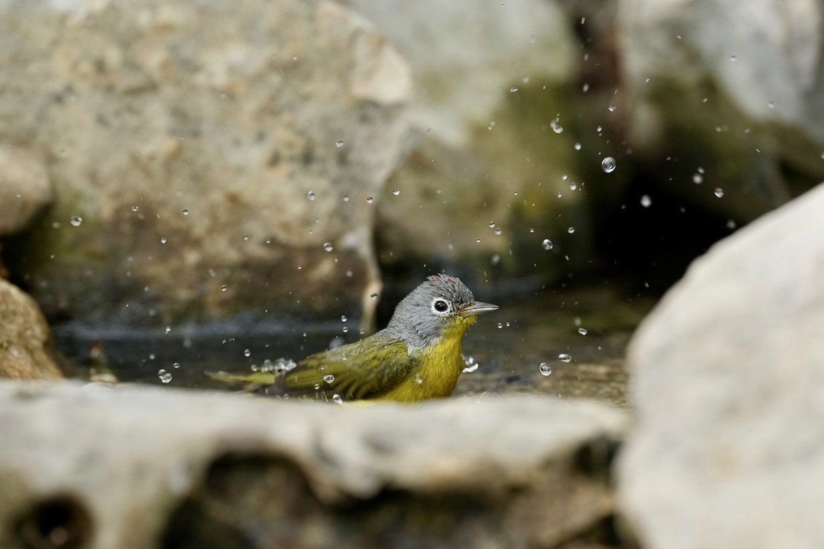 Nashville Warbler - Donald Estep