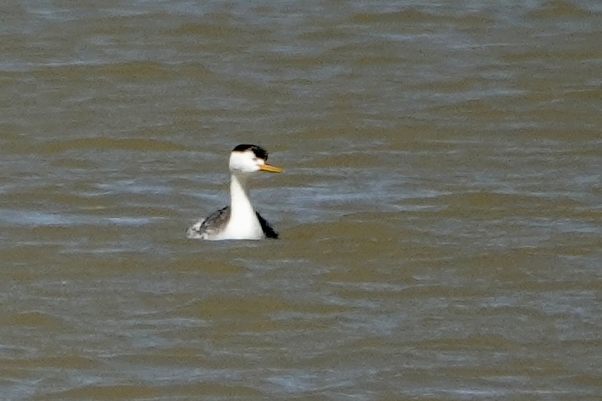 Clark's Grebe - Sara Griffith